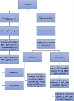 Effects of leaf age during drought and recovery on photosynthesis, mesophyll conductance and leaf anatomy in wheat leaves